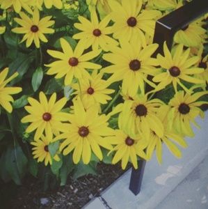 Meet your Posher, Harry